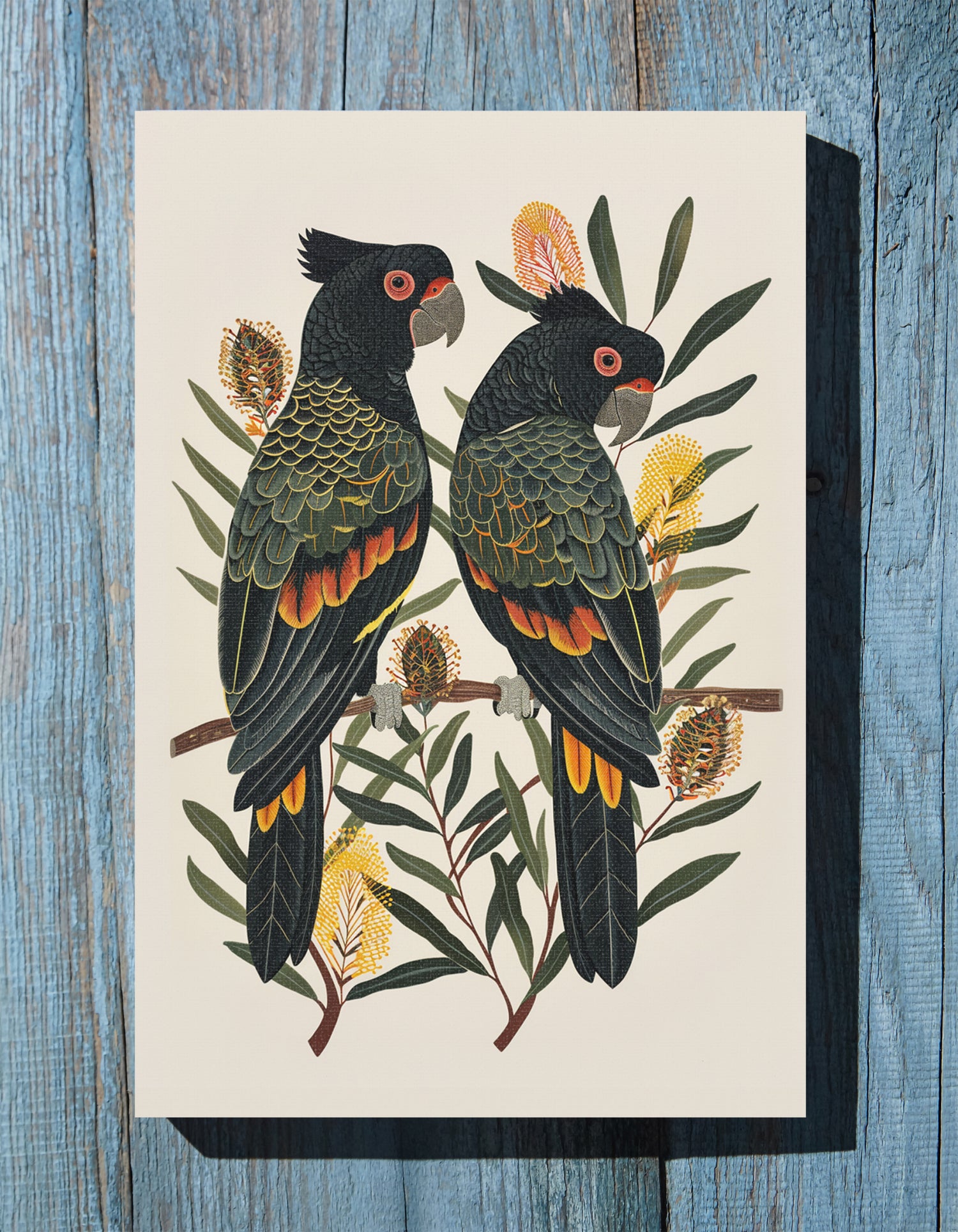 .75" Matte Canvas - Black Cockatoos Among Banksia