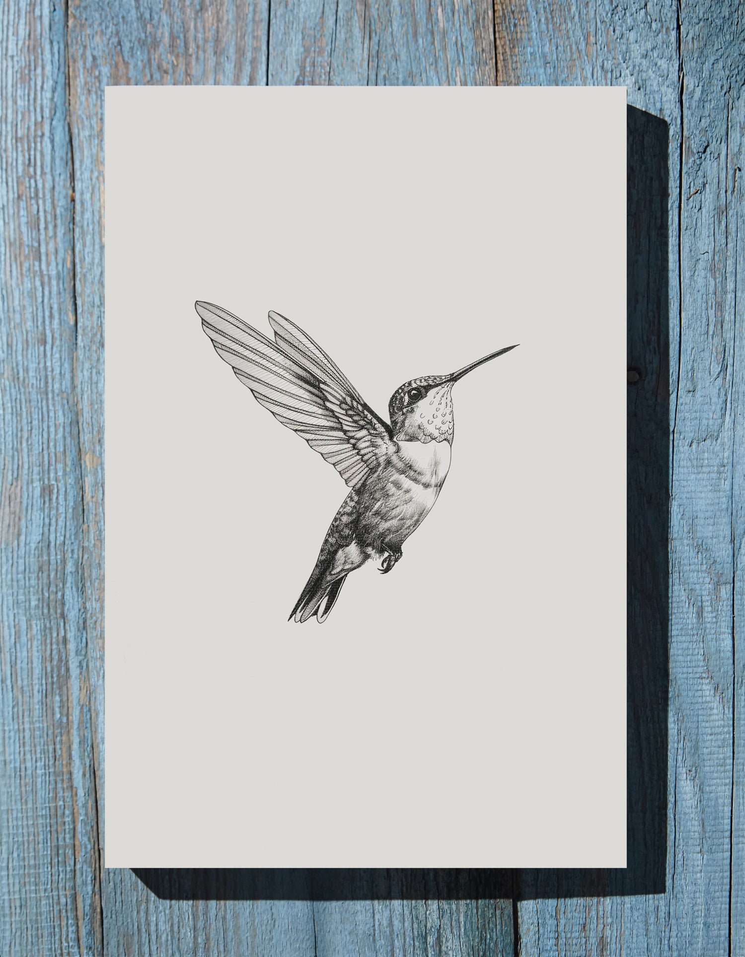 .75" Matte Canvas - Flying Hummingbird Line Study