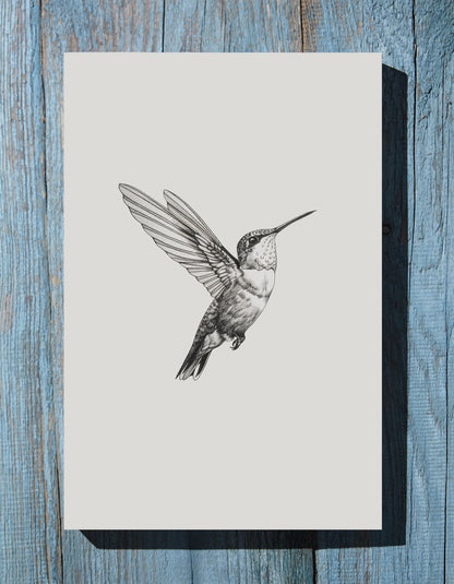 .75" Matte Canvas - Flying Hummingbird Line Study