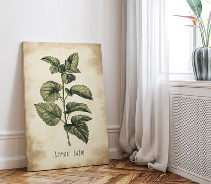 .75" Matte Canvas - Botanical Lemon Balm Study