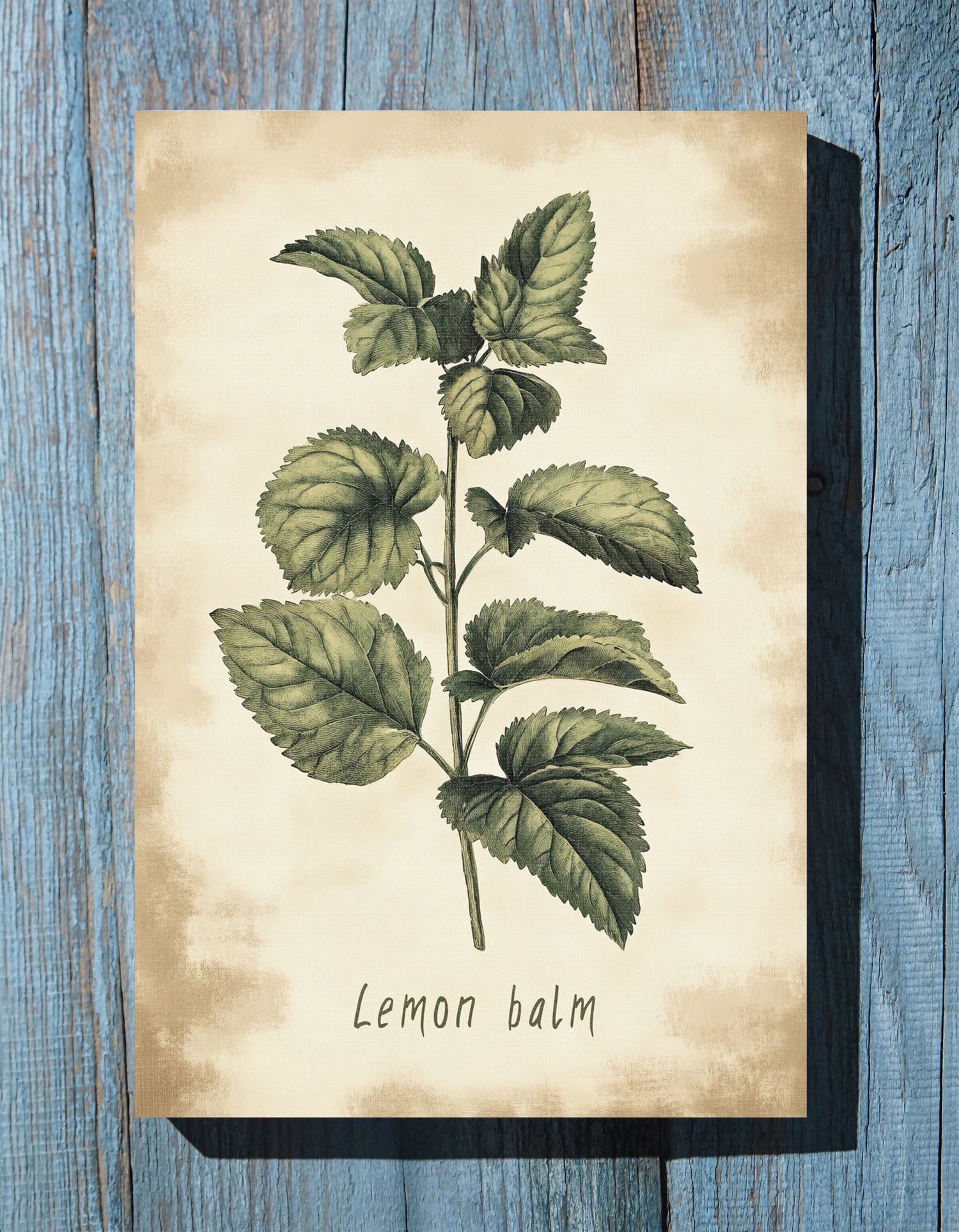 .75" Matte Canvas - Botanical Lemon Balm Study