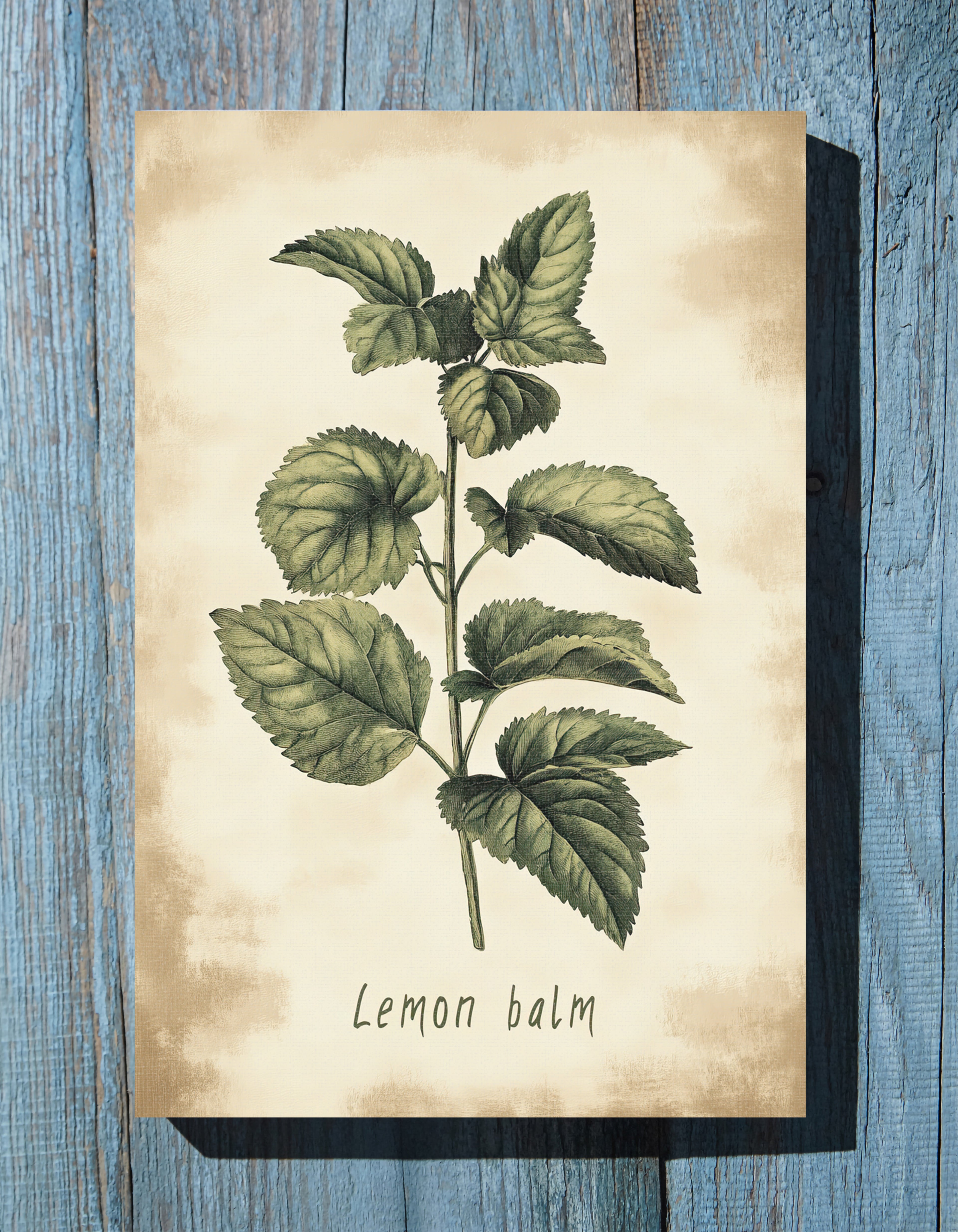 .75" Matte Canvas - Botanical Lemon Balm Study