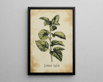 Framed Canvas - Botanical Lemon Balm Study
