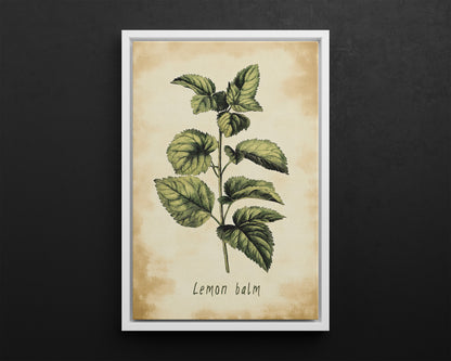Framed Canvas - Botanical Lemon Balm Study