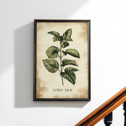 Botanical Lemon Balm Study