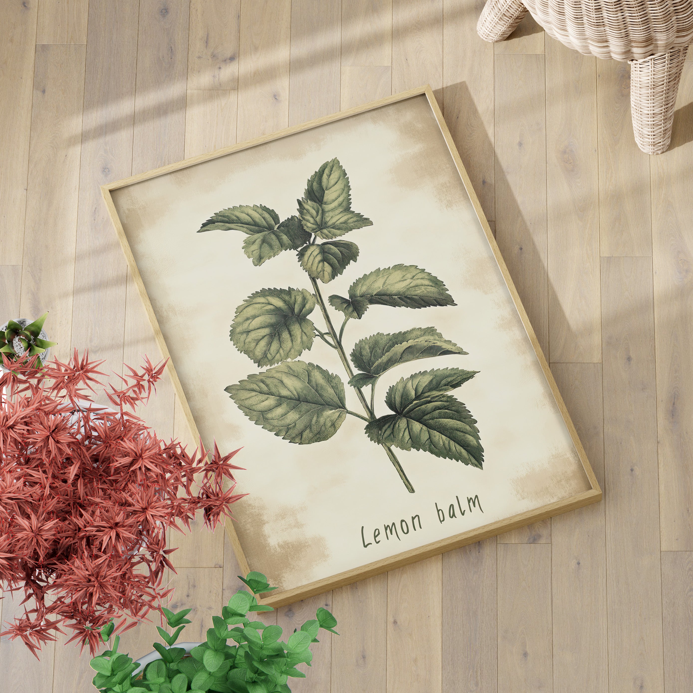 Botanical Lemon Balm Study