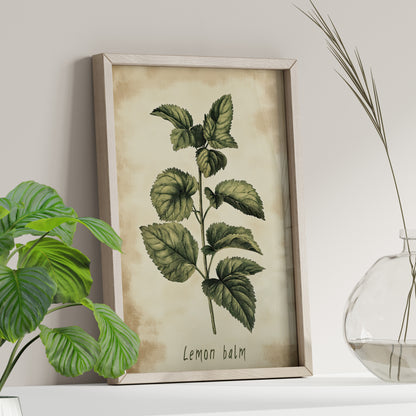 Botanical Lemon Balm Study