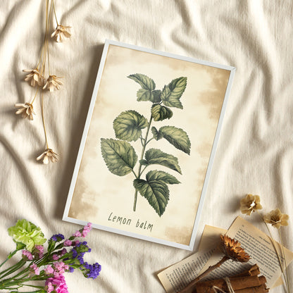 Framed Paper Print - Botanical Lemon Balm Study