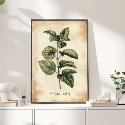 Framed Paper Print - Botanical Lemon Balm Study