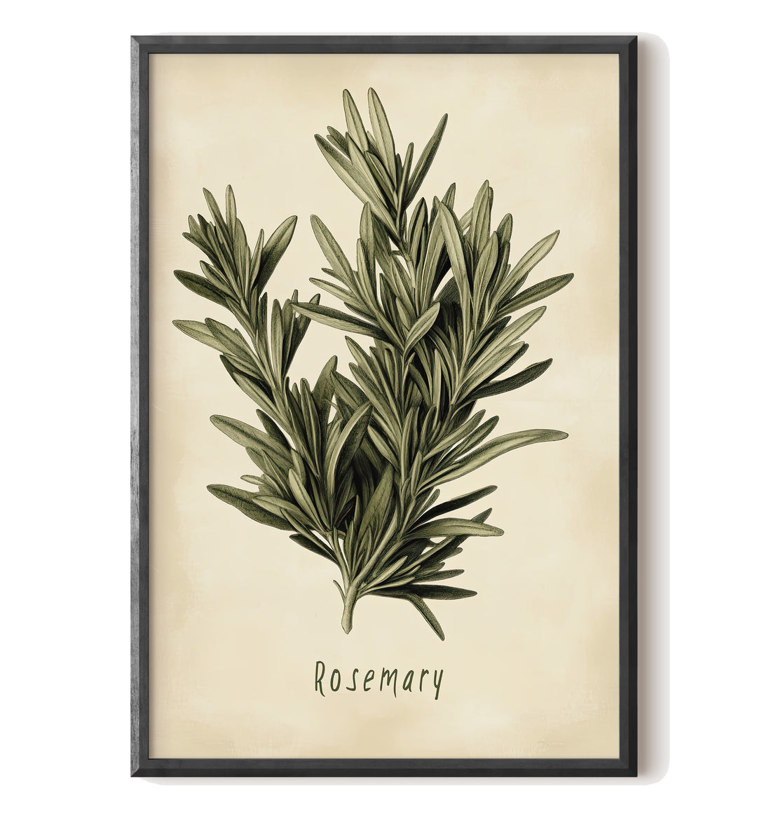 Botanical Rosemary Study