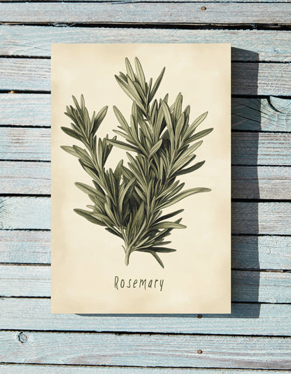 .75" Matte Canvas - Botanical Rosemary Study