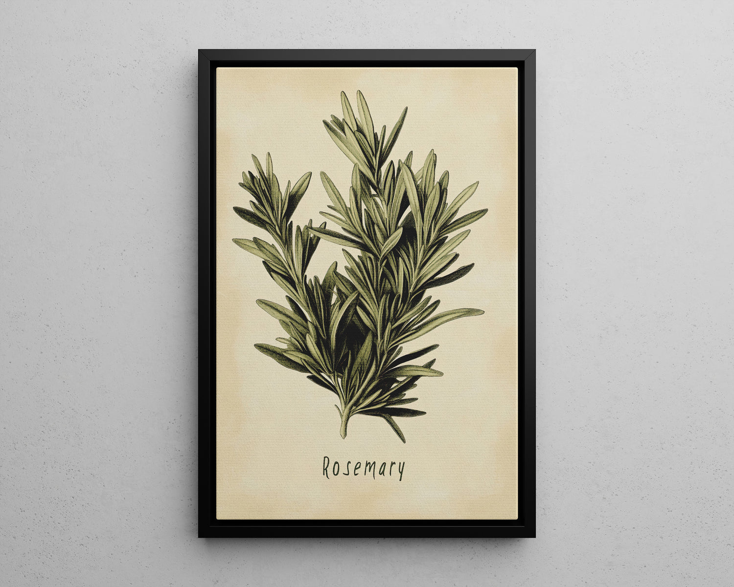 Framed Canvas - Botanical Rosemary Study