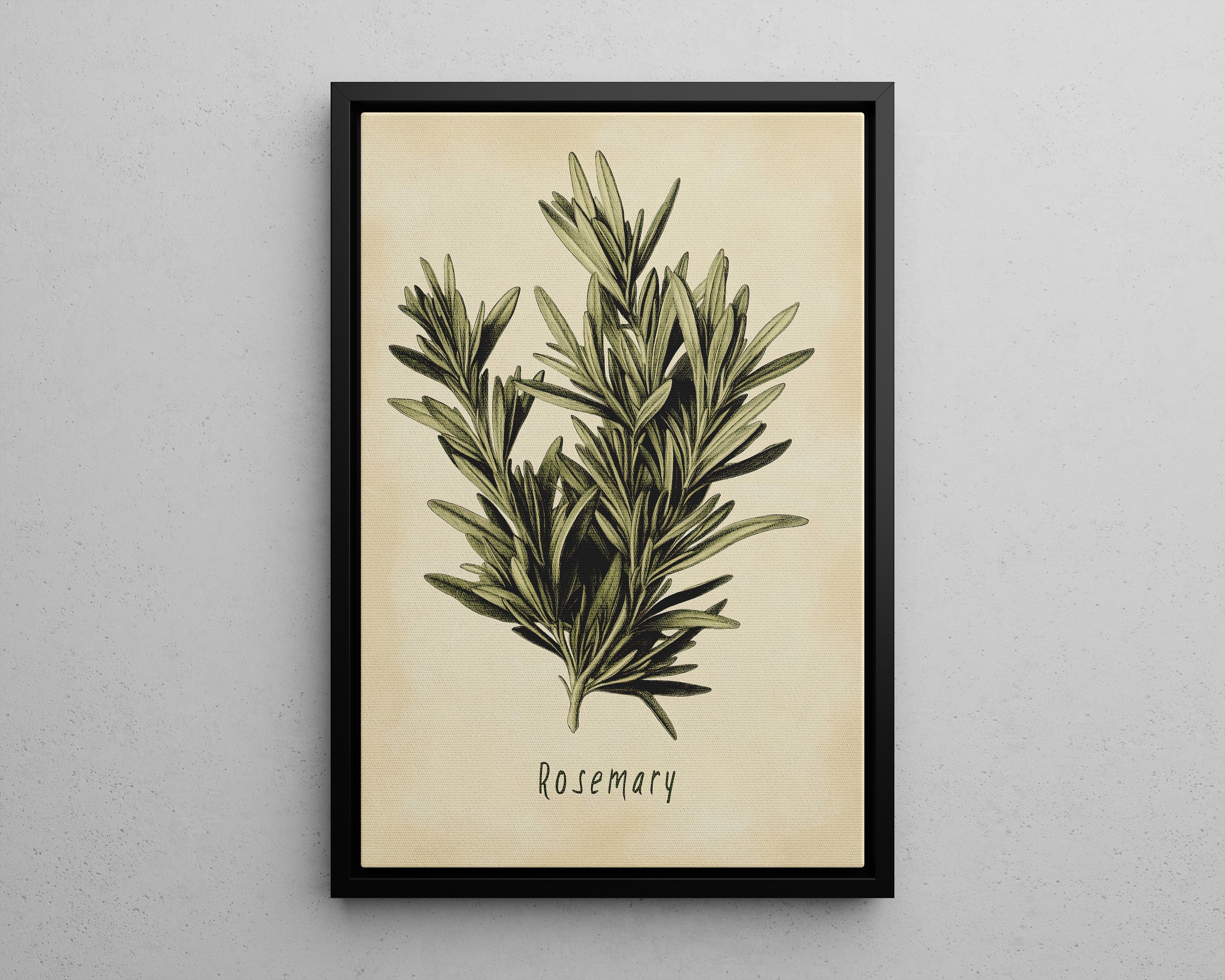 Framed Canvas - Botanical Rosemary Study