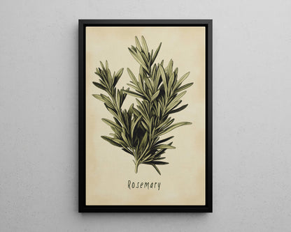 Framed Canvas - Botanical Rosemary Study