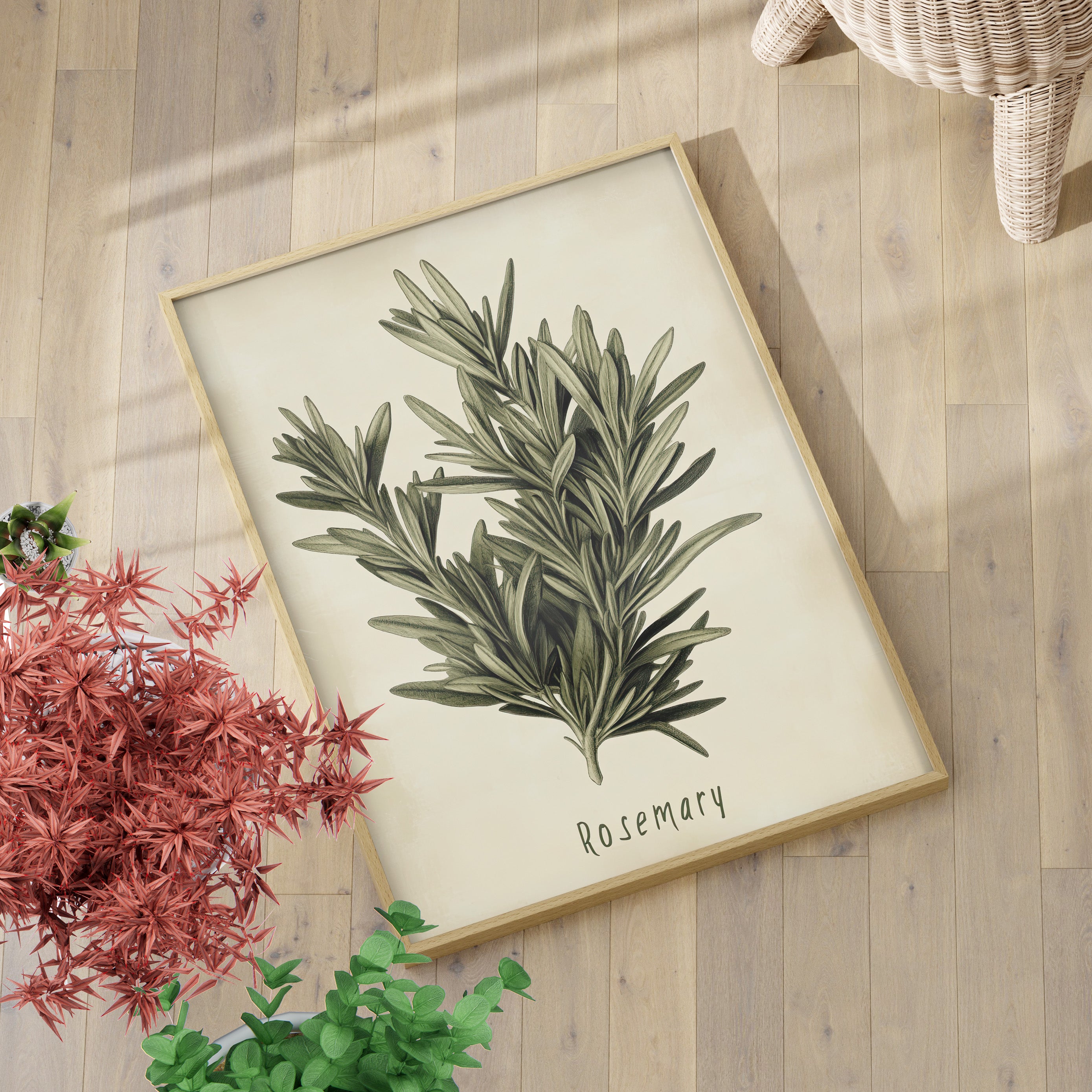 Botanical Rosemary Study