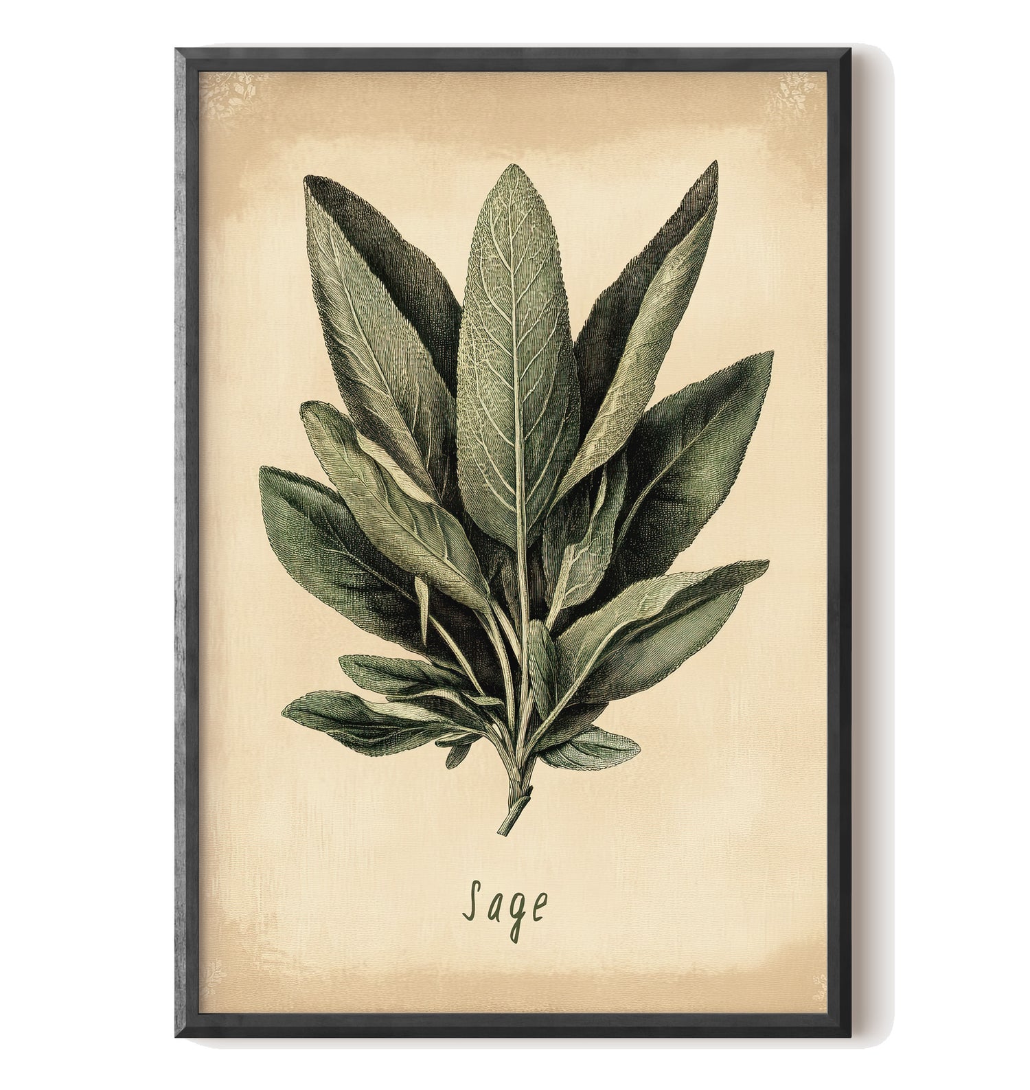 Botanical Sage Study