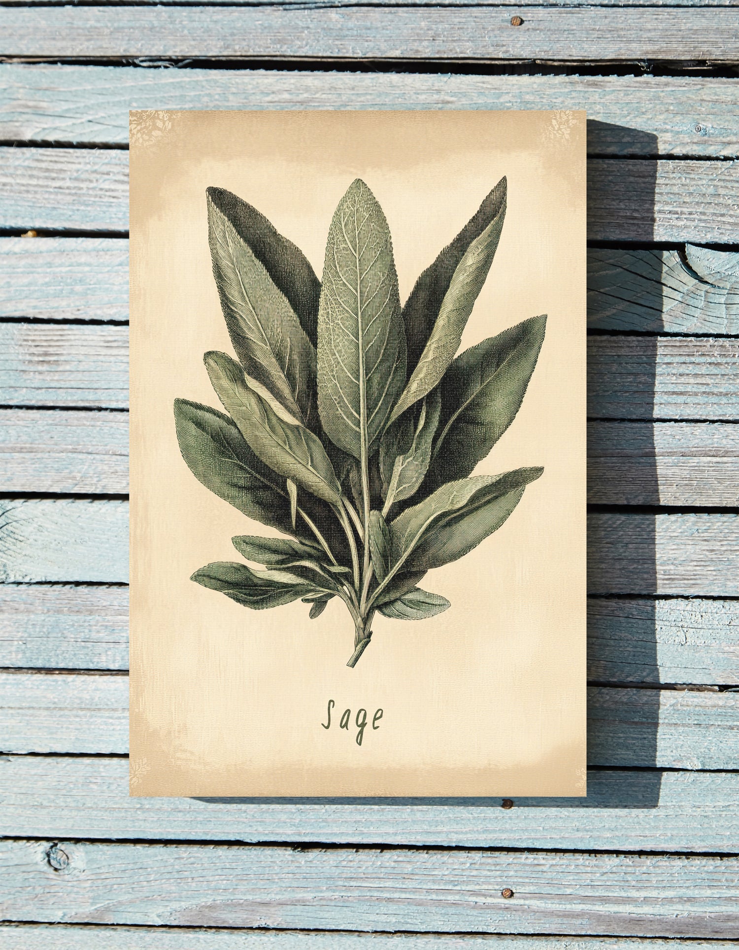 .75" Matte Canvas - Botanical Sage Study