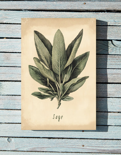 .75" Matte Canvas - Botanical Sage Study