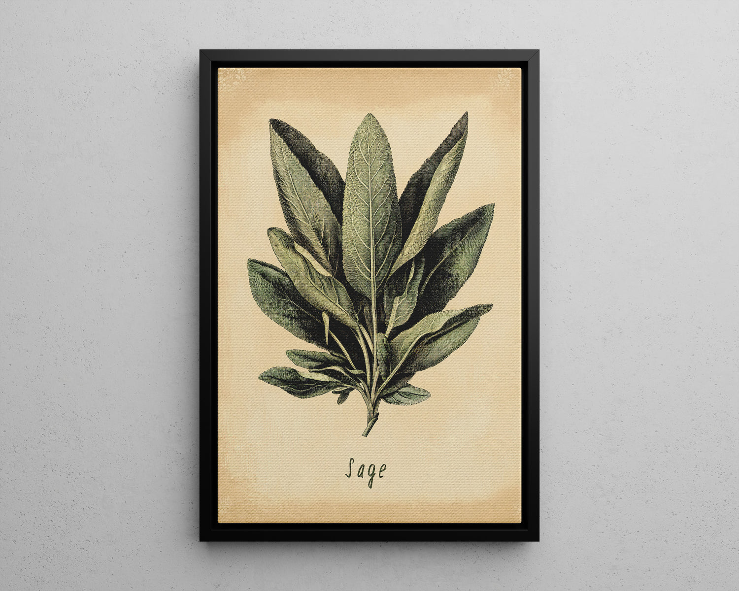 Framed Canvas - Botanical Sage Study