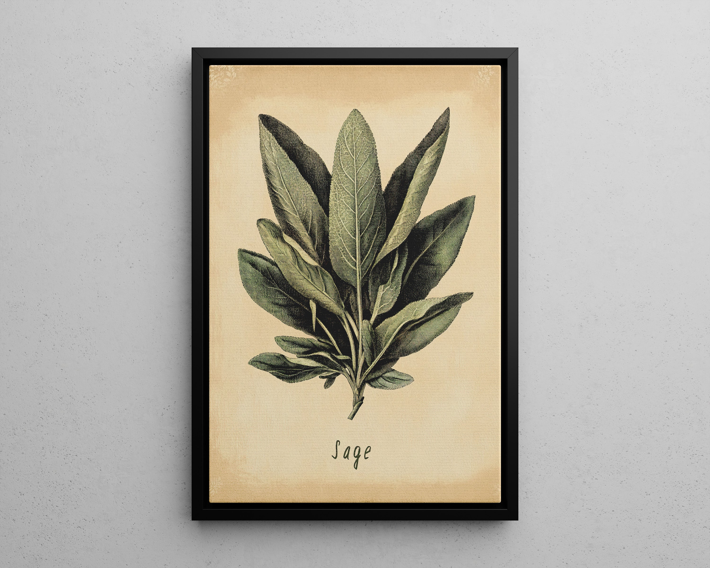 Framed Canvas - Botanical Sage Study