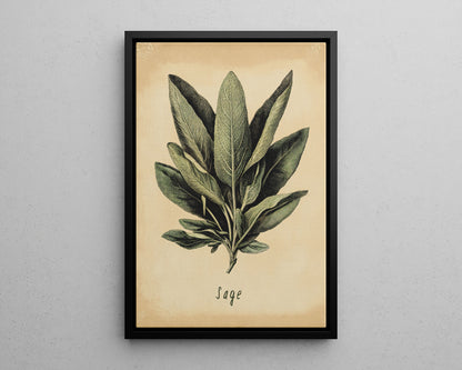 Framed Canvas - Botanical Sage Study