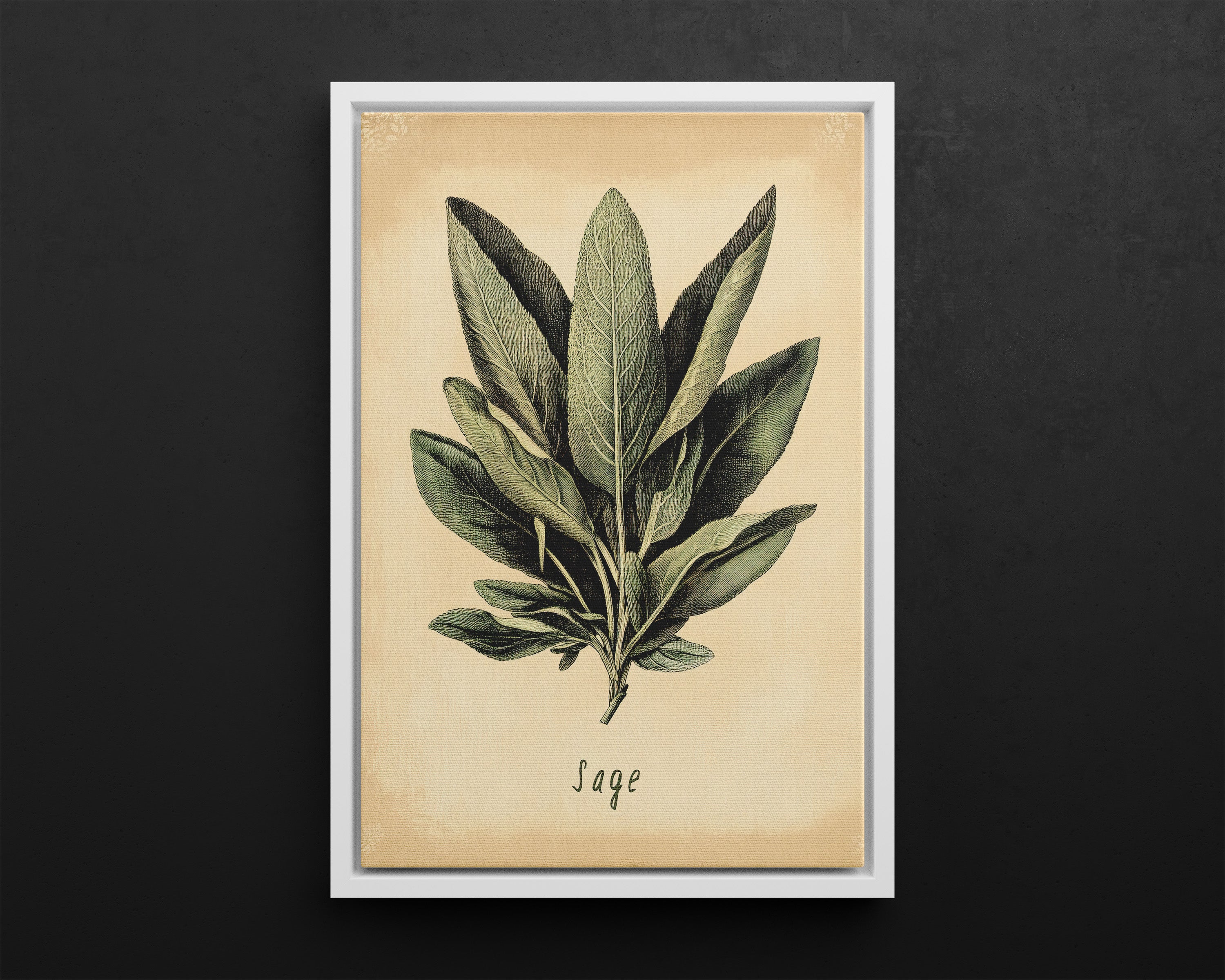 Framed Canvas - Botanical Sage Study