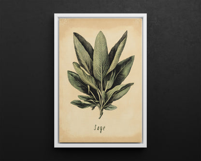 Framed Canvas - Botanical Sage Study