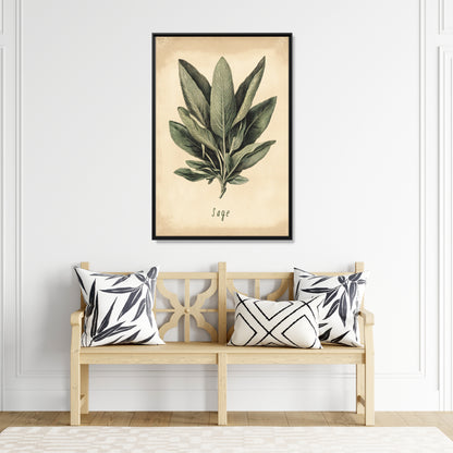 Framed Canvas - Botanical Sage Study