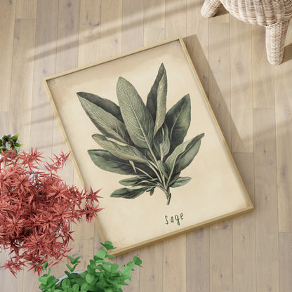 Botanical Sage Study