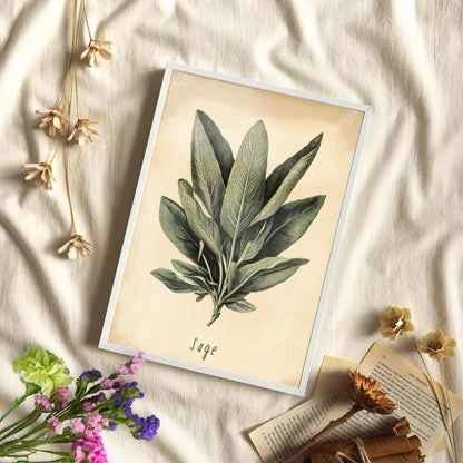 Framed Paper Print - Botanical Sage Study