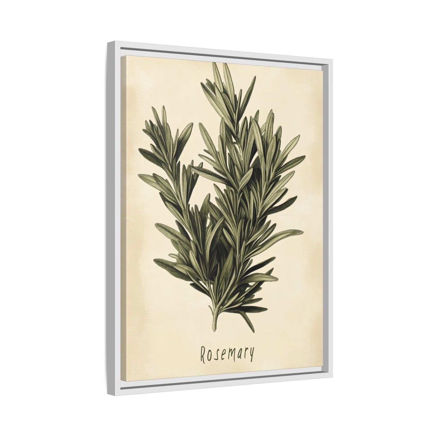 Framed Canvas - Botanical Rosemary Study