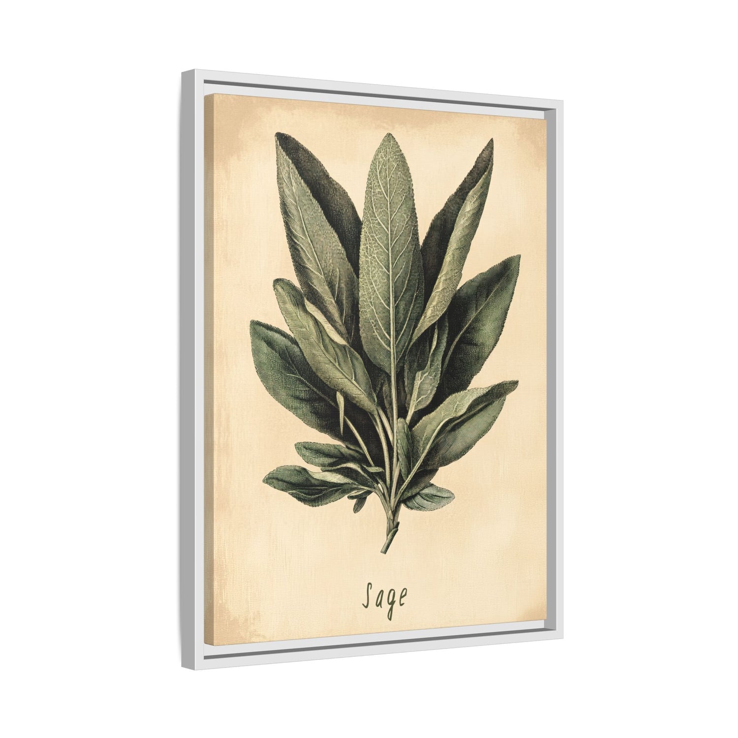 Framed Canvas - Botanical Sage Study