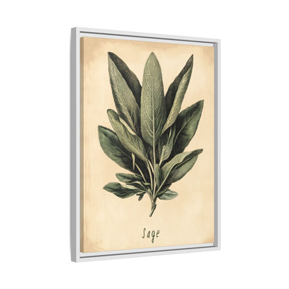 Framed Canvas - Botanical Sage Study