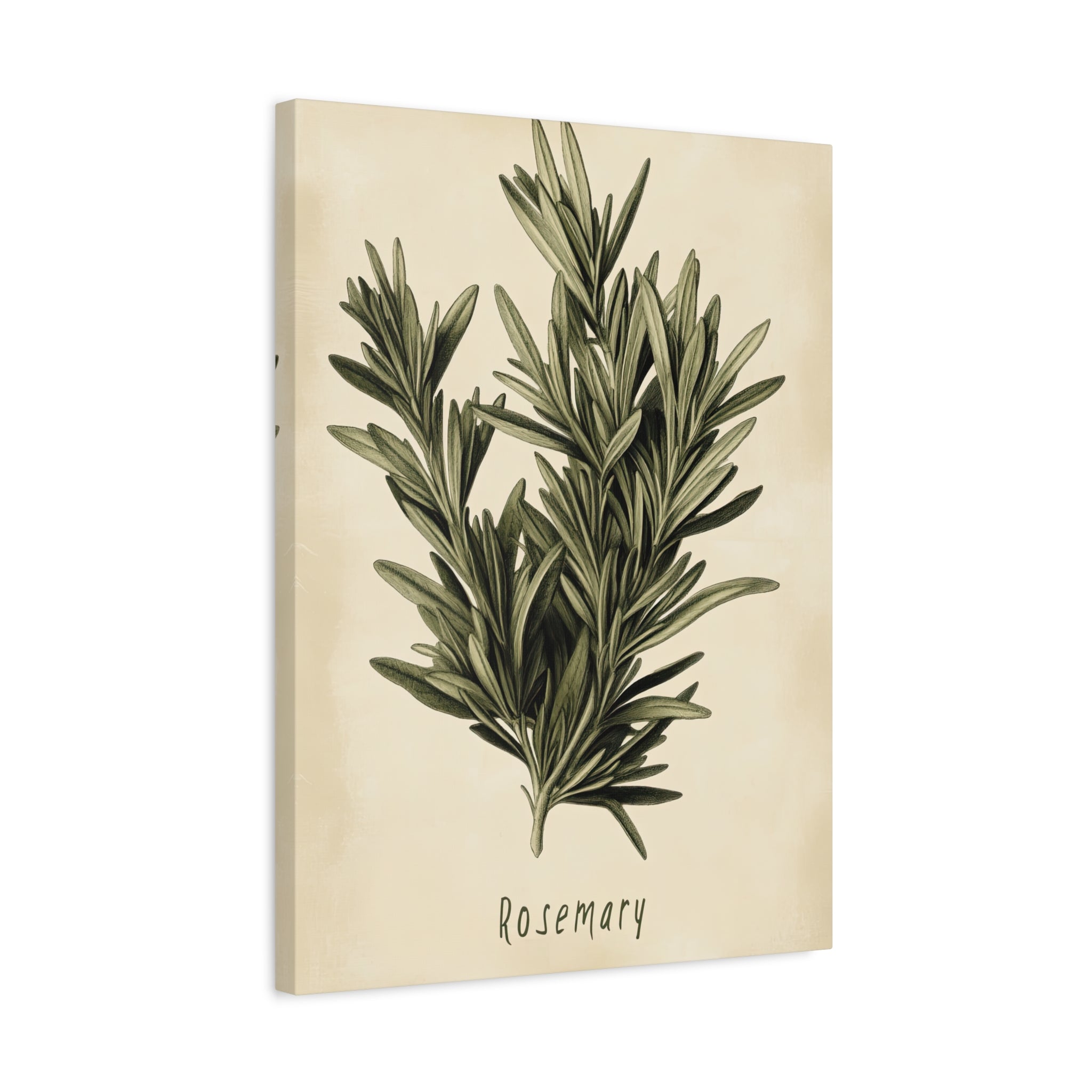 1.25" Matte Canvas - Botanical Rosemary Study