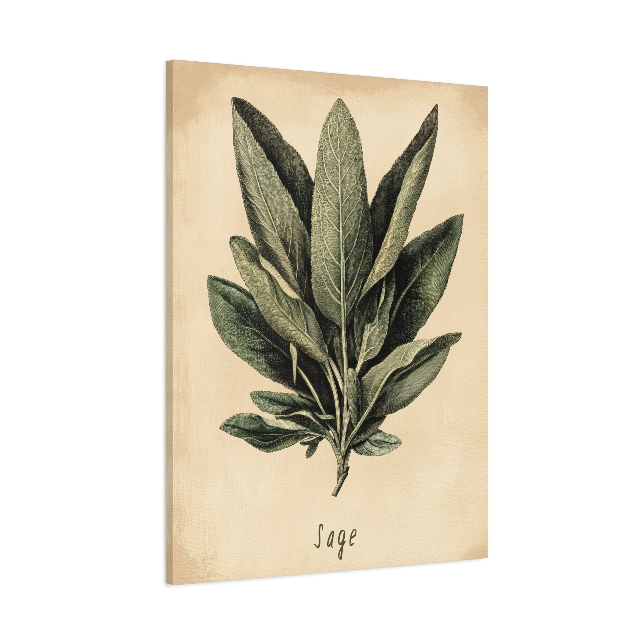 1.25" Matte Canvas - Botanical Sage Study