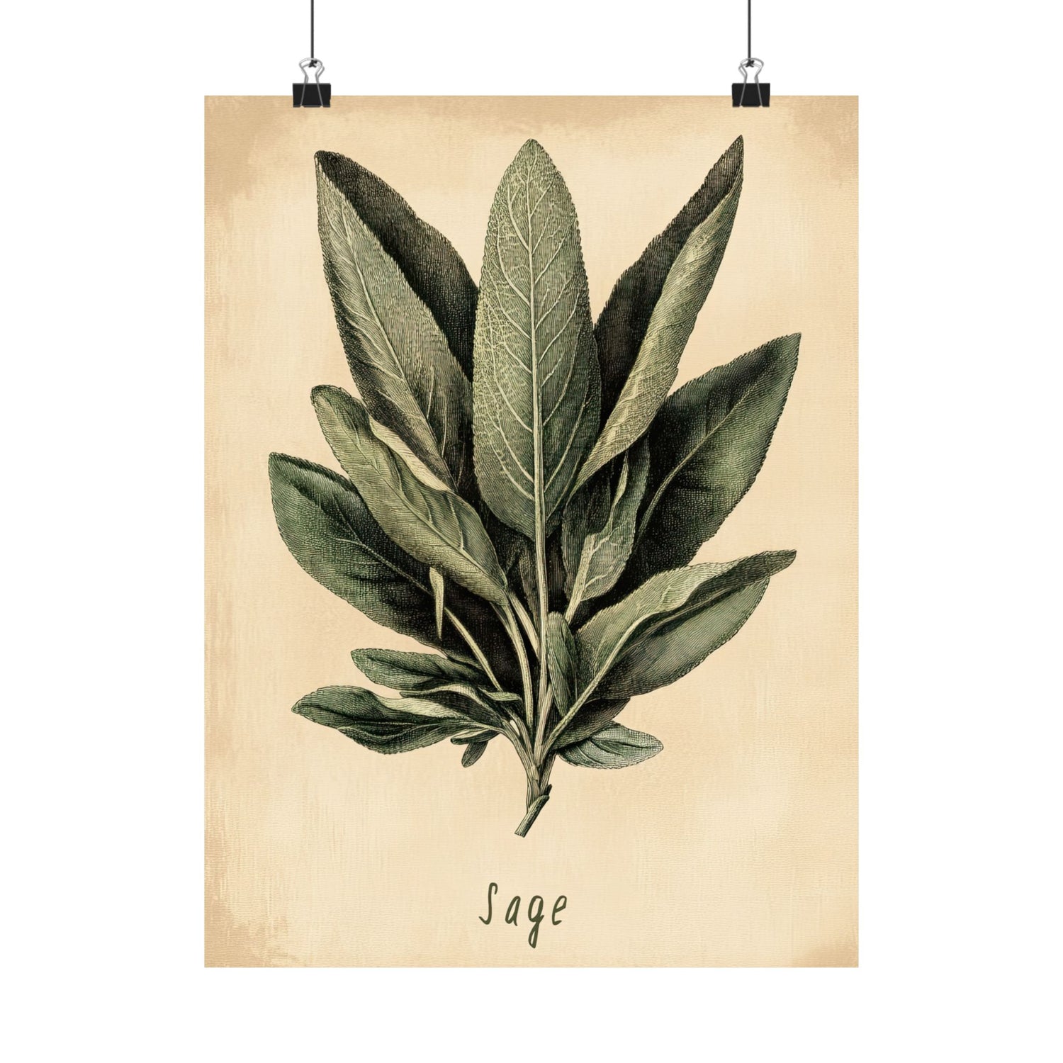 Botanical Sage Study
