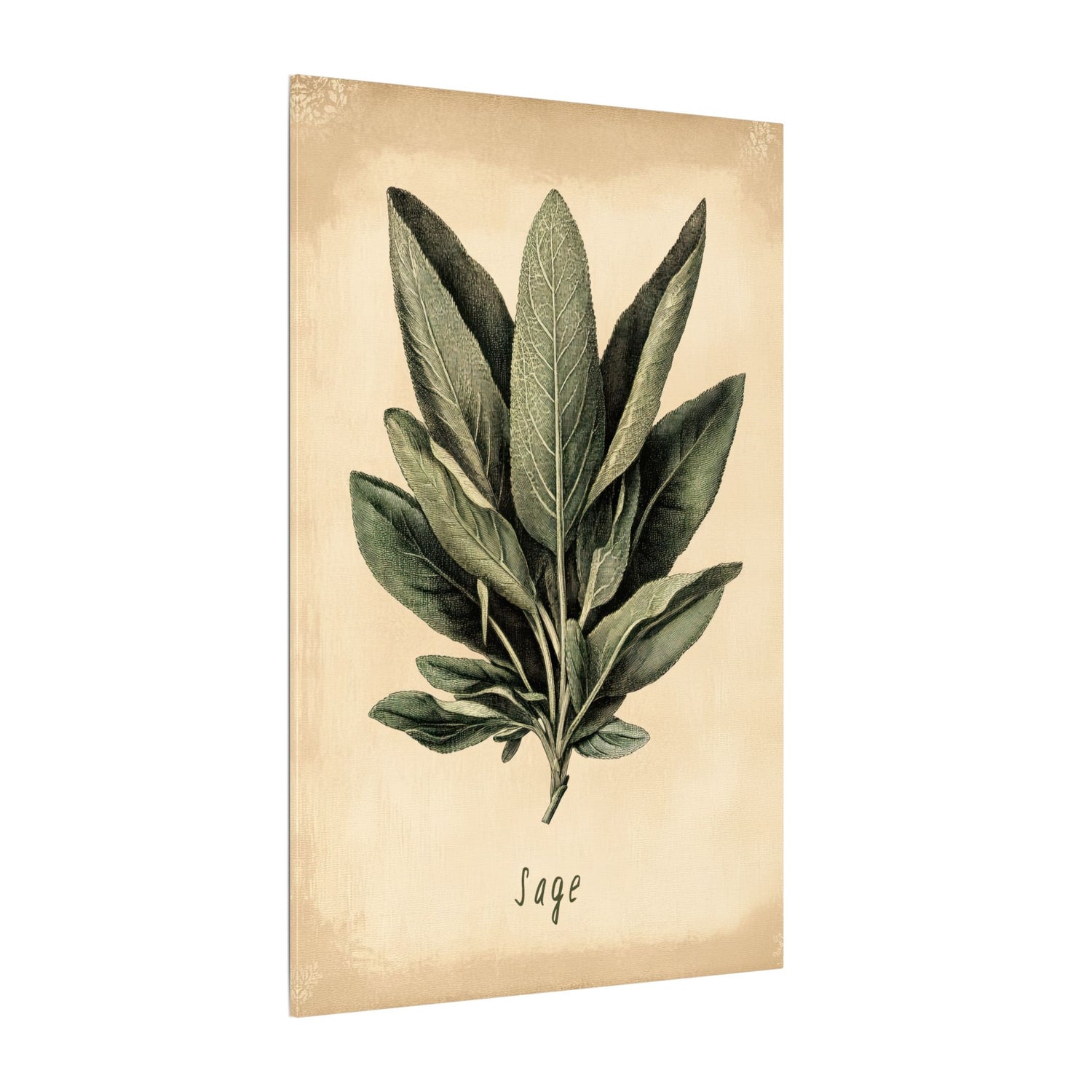 .75" Matte Canvas - Botanical Sage Study