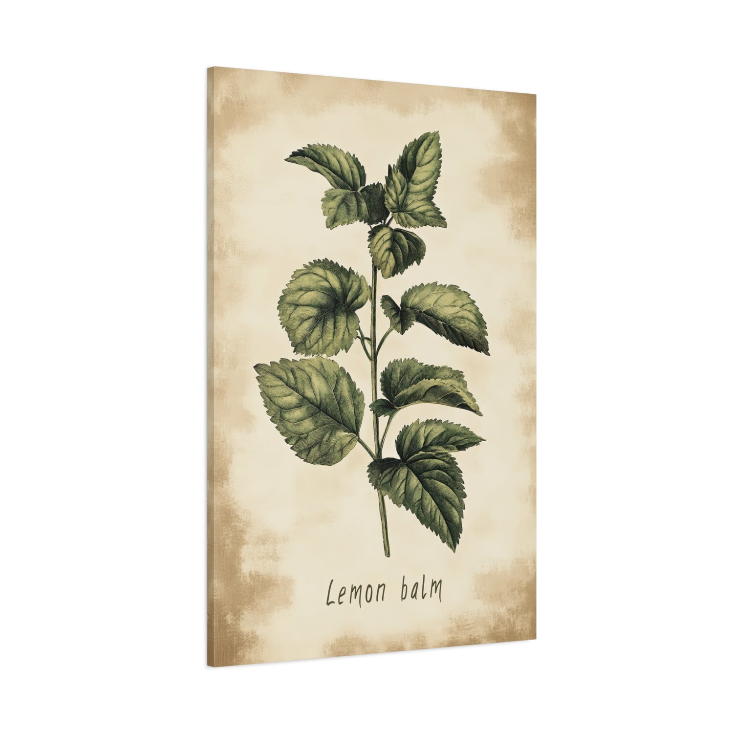 1.25" Matte Canvas - Botanical Lemon Balm Study