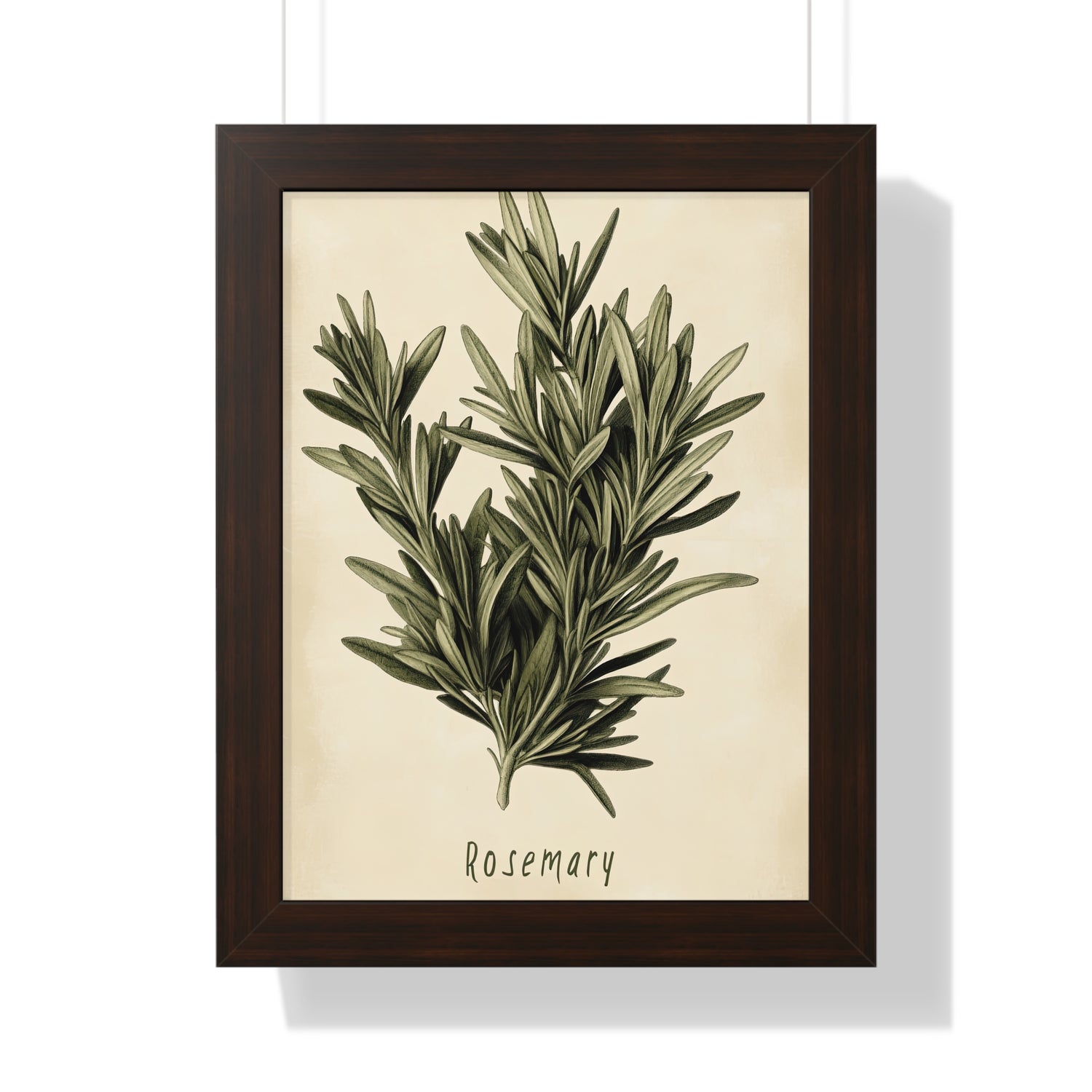 Framed Paper Print - Botanical Rosemary Study
