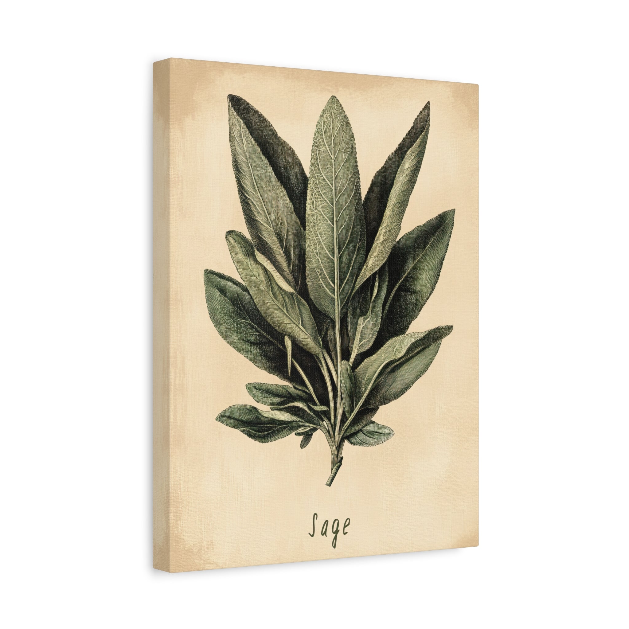 1.25" Matte Canvas - Botanical Sage Study