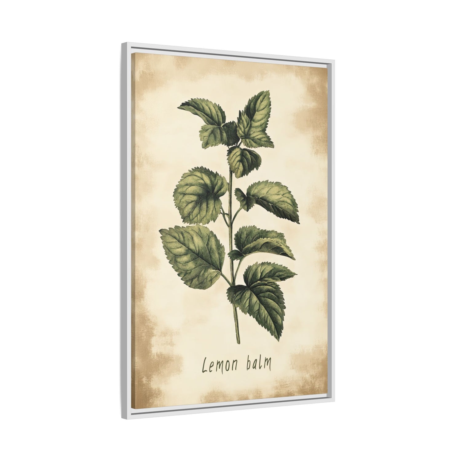 Framed Canvas - Botanical Lemon Balm Study