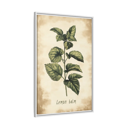 Framed Canvas - Botanical Lemon Balm Study