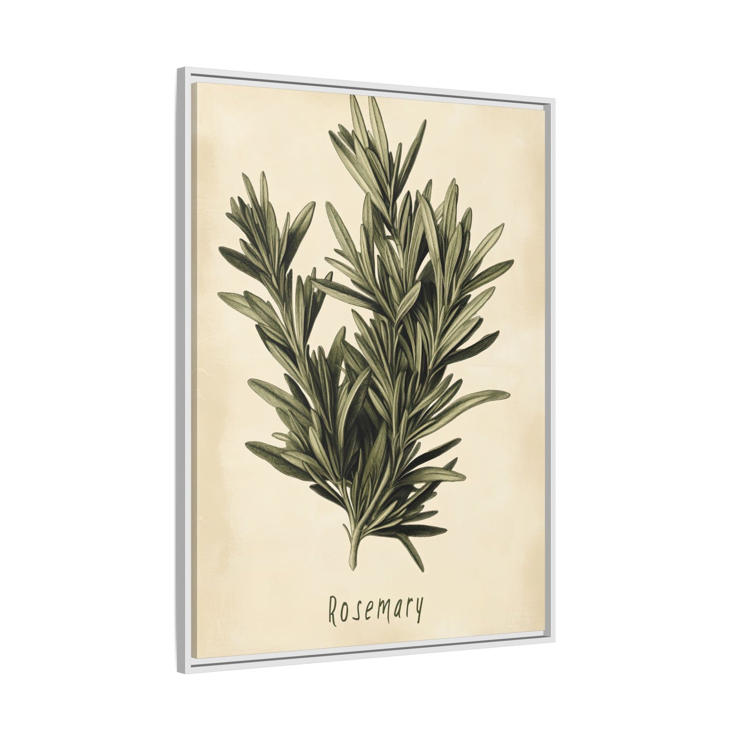 Framed Canvas - Botanical Rosemary Study