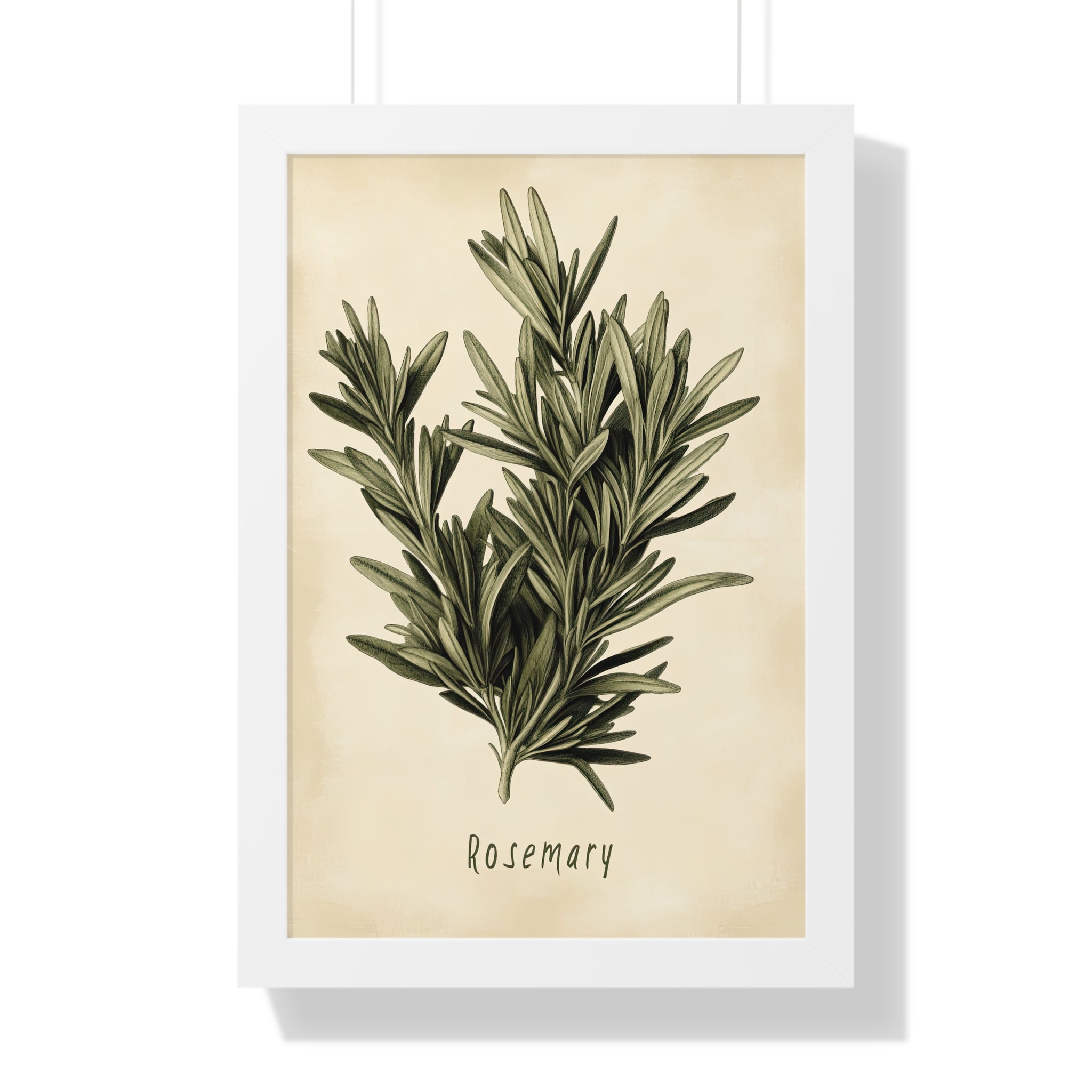 Framed Paper Print - Botanical Rosemary Study