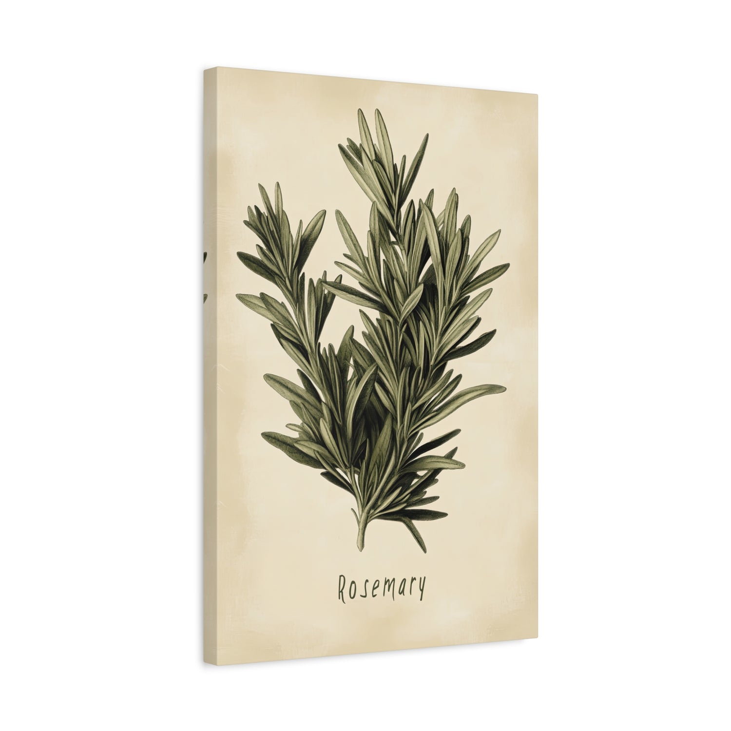 1.25" Matte Canvas - Botanical Rosemary Study