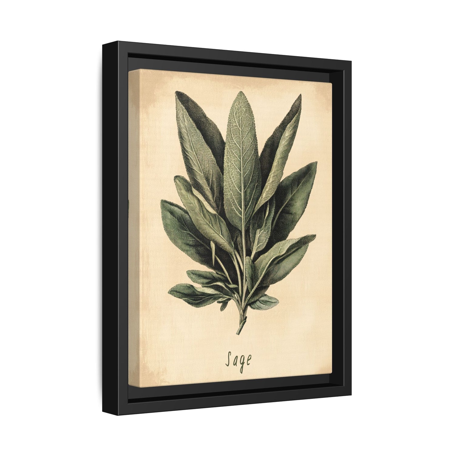 Framed Canvas - Botanical Sage Study