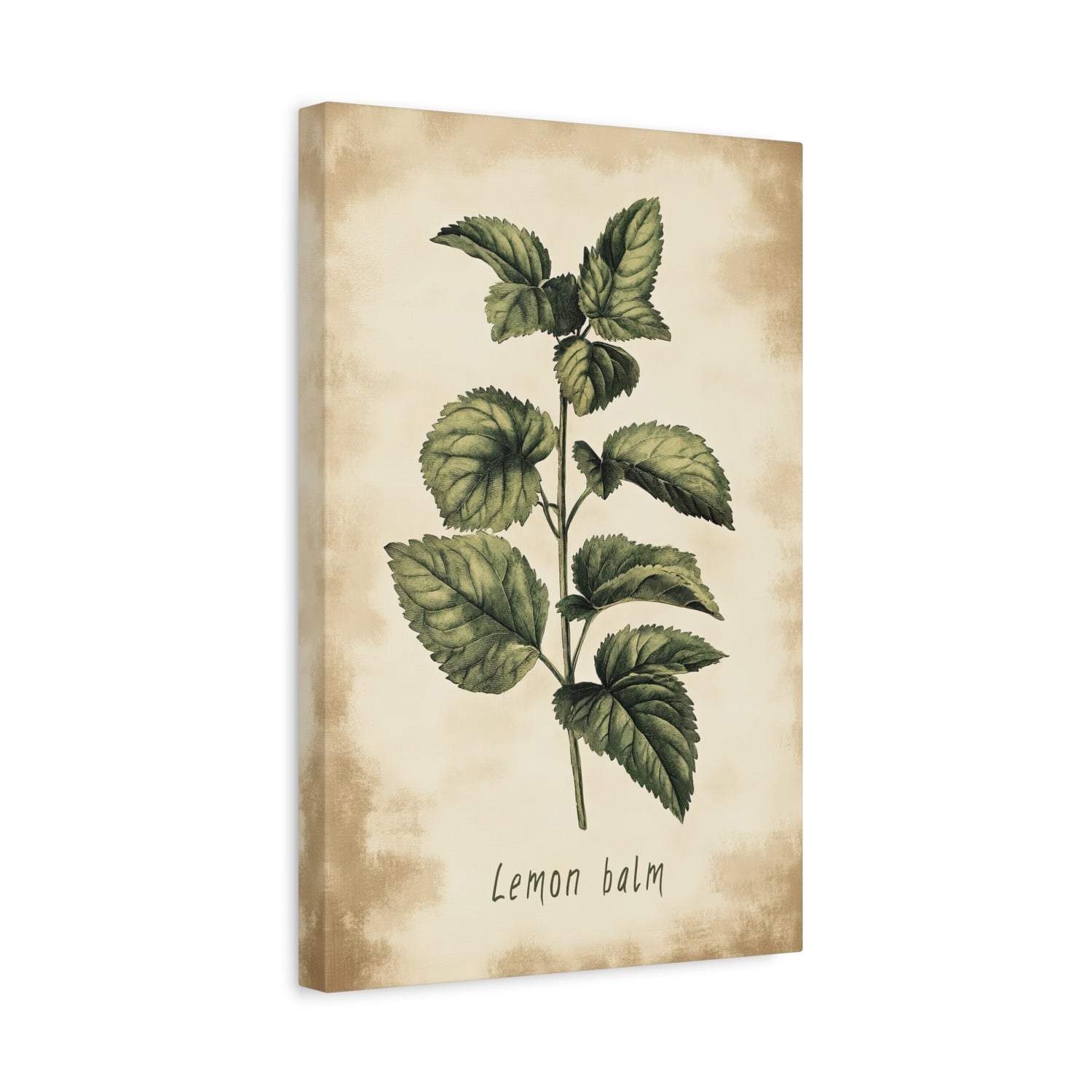 1.25" Matte Canvas - Botanical Lemon Balm Study