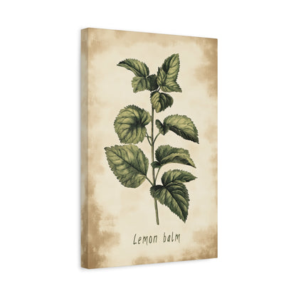 1.25" Matte Canvas - Botanical Lemon Balm Study