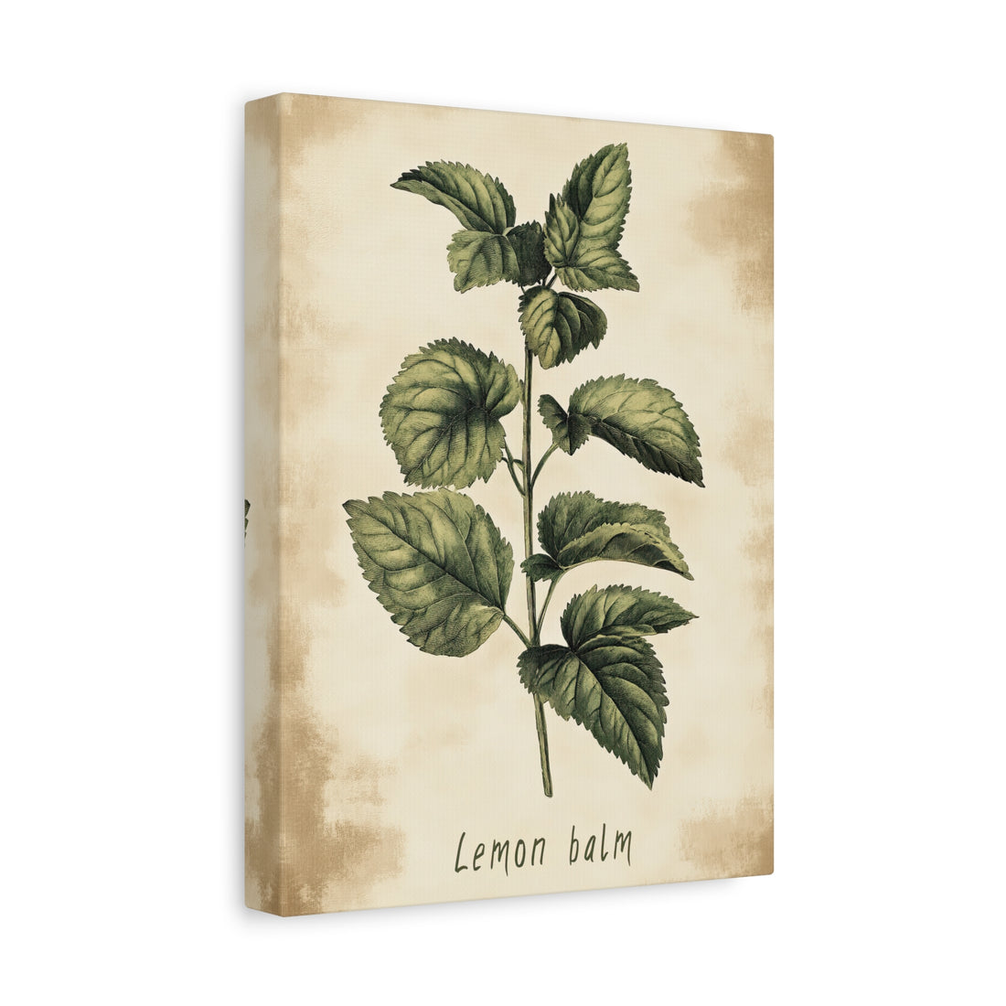 1.25" Matte Canvas - Botanical Lemon Balm Study