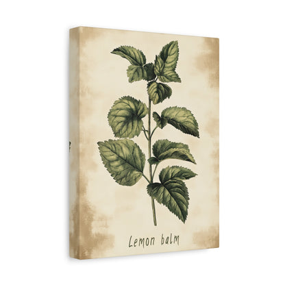 1.25" Matte Canvas - Botanical Lemon Balm Study